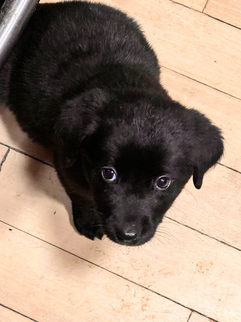 English lab cross Puppies! Ready Now Dogs & Puppies for Rehoming