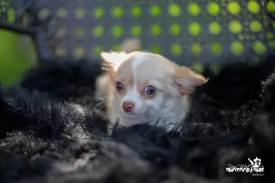 Magnifiques chiots chihuahua, View more