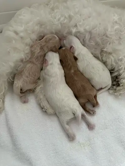 Maltipoo Puppies, View more