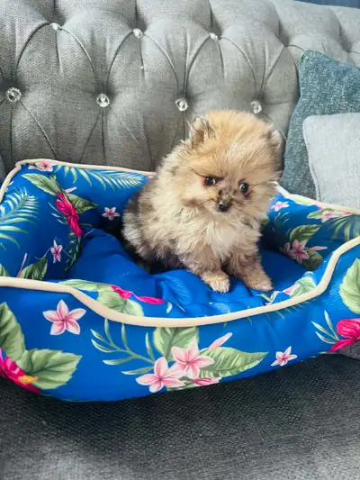Blue merle Pomeranian Puppy for sale, View more