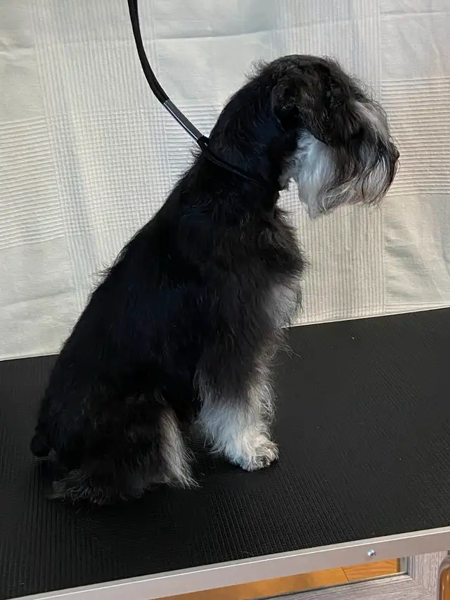 Miniature Schnauzer Puppies in Dogs & Puppies for Rehoming in City of Toronto - Image 6