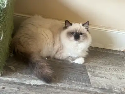 4-5 months old ragdoll kitties looking for forever home, View more
