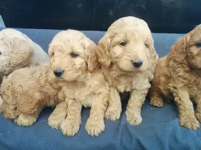 Mini Goldendoodle puppies - genetic testing and health guarantee, View more