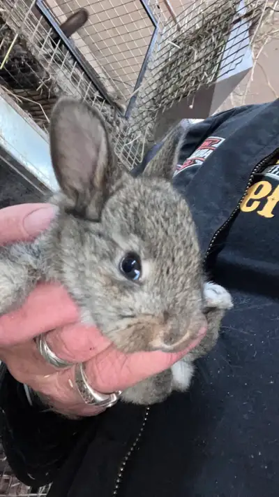 Baby Flemish rabbits, View more