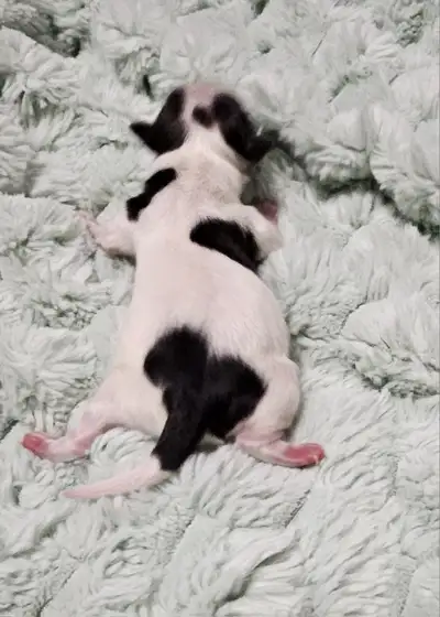 Purebred Litter Trained Hypoallergenic Biewer Yorkies!, View more