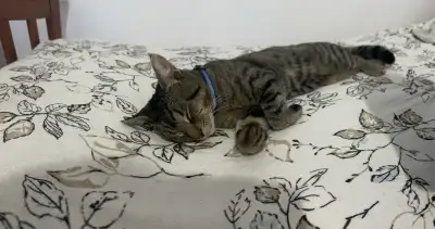 chat affectueux, View more