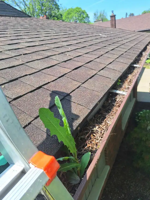 gutter cleaning65403973542529120