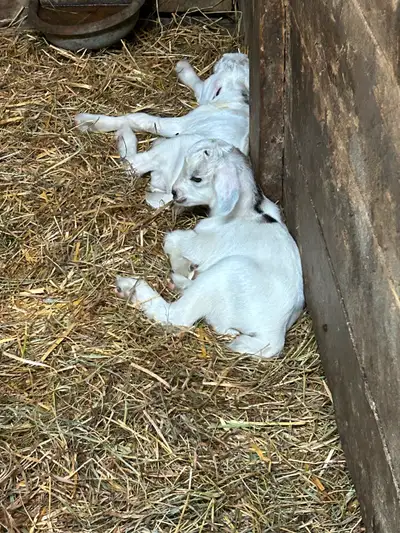Doe with buckling and Doeling Doe is 4 years old Doeling and Buckling born June 3rd Pygmy mix breed...