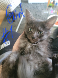 NEED GONE ASAP! Siamese/Russian blue kittens.