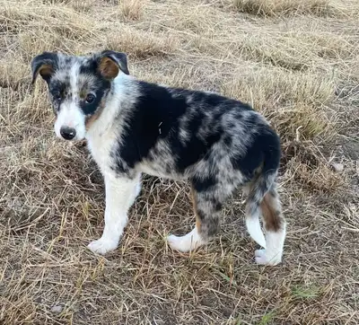 Blue heeler/ bordier collie, View more