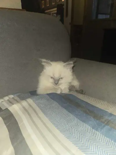 Ragdoll kittten for sale , View more