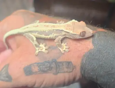 Awsome little frappuccino baby. Born in January. This little gecko is going to be a smoker for sure...