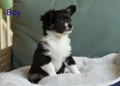 Purebred Longhaired Chihuahuas, View more