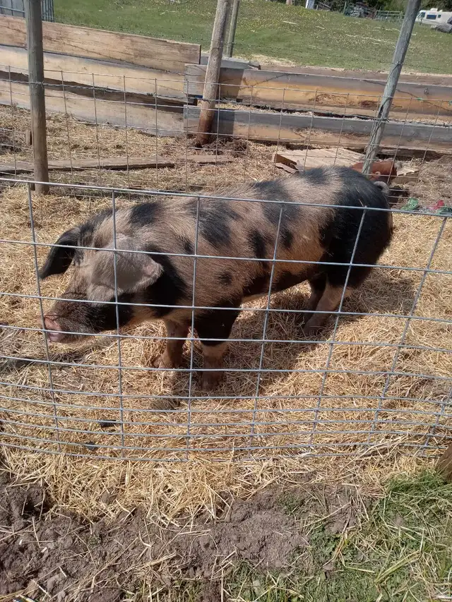 Berkshire cross boar in Livestock in Quesnel - Image 3