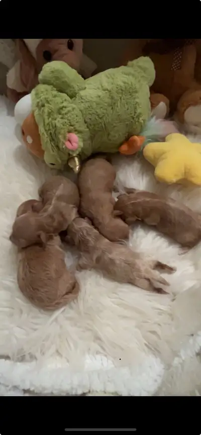 Beautiful maltpoo puppies born June 1 and June 5. Available for pre-order now. Pre-order price is $2...