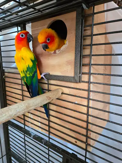 Pair Sun Conure, View more