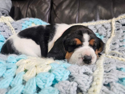 Basset hound X Beagle puppies