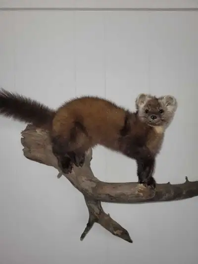 Martin Taxidermy, View more