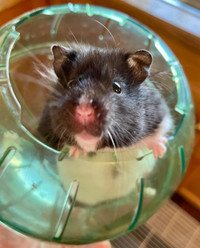 Female hamster, cage & accessories 