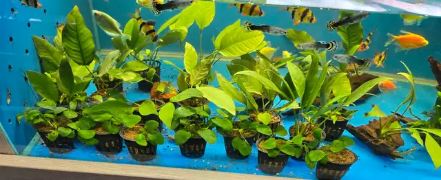 Anubias plants  in Fish for Rehoming in Mississauga / Peel Region - Image 4