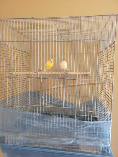 birds cage with canary , View more
