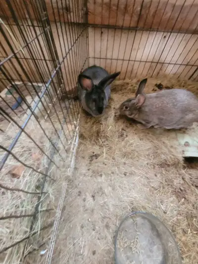 big rabbit for sale, View more