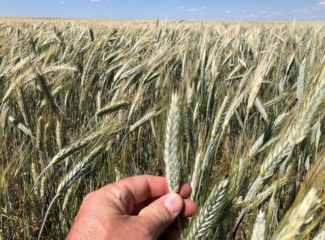 Sunray - Cert Spring Triticale in Other in Swift Current