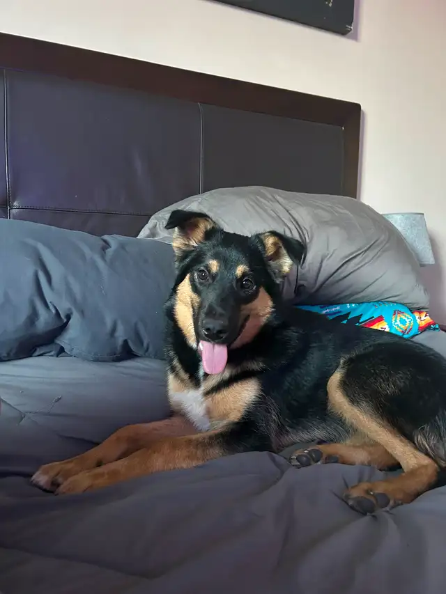 8 month old collie cross in Dogs & Puppies for Rehoming in Edmonton - Image 4