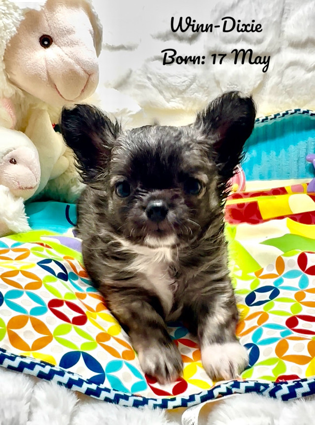 All 4 females BEAUTIFUL apple head high-quality Chihuahua puppie in Dogs & Puppies for Rehoming in City of Toronto - Image 4