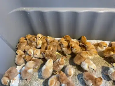 chicks chickens, View more