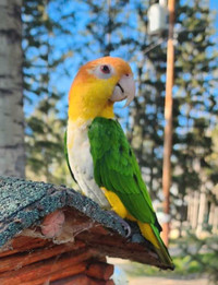 Looking for female Caique