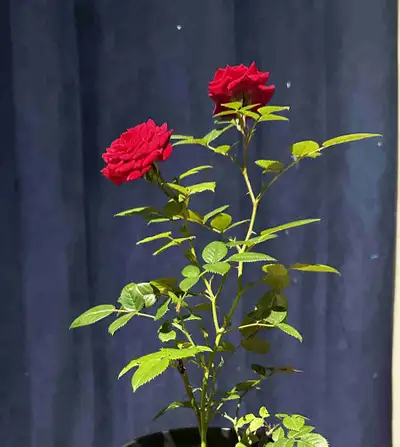 red rose plant, View more