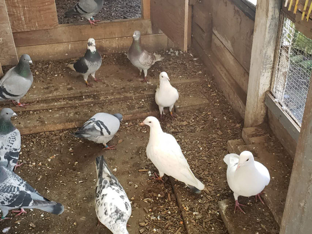 Beautiful and healthy racing pigeon in Birds for Rehoming in Burnaby/New Westminster - Image 2