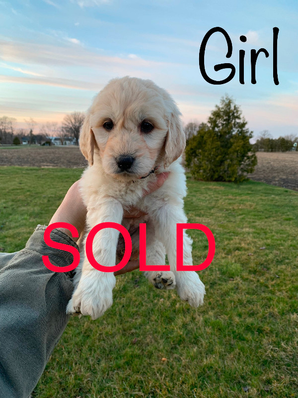 ALL SOLD!golden doodle puppies in Dogs & Puppies for Rehoming in Sarnia - Image 4