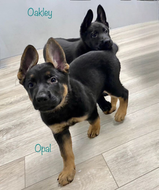 SOLD working line Solid Black and BlackTan German Shepherds in Dogs & Puppies for Rehoming in North Bay - Image 4
