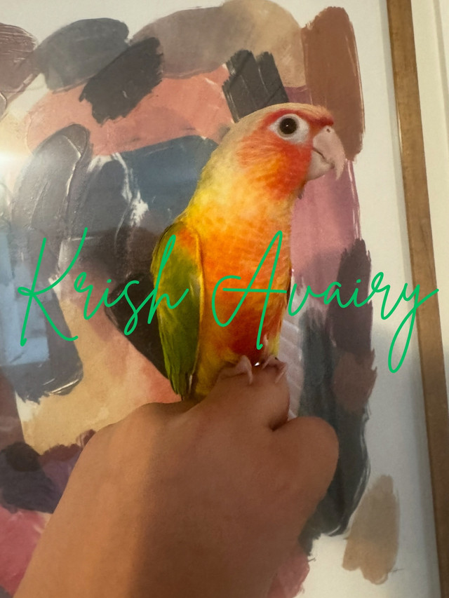 Pinapple Conure in Birds for Rehoming in Mississauga / Peel Region