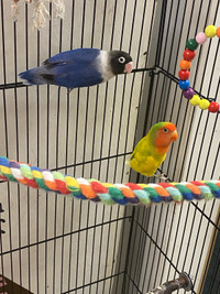 Two lovebirds and cage 