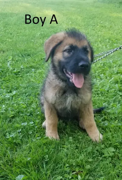 German Shepherd Mix Puppies - Ready for Their Forever Homes, View more