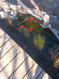 Pond/goldfish / pond plants