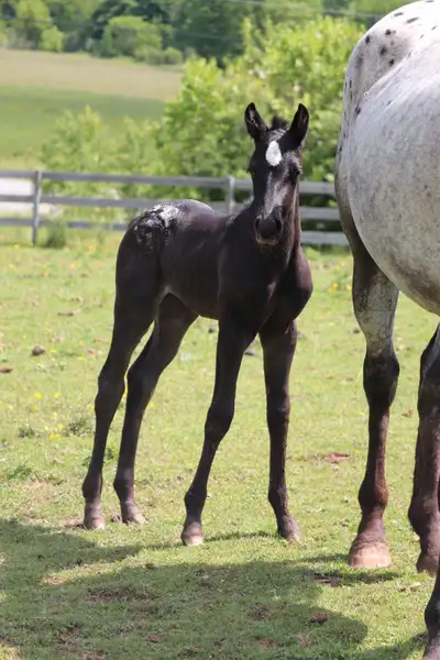 2025 Aphc Filly, View more