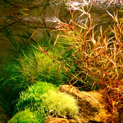 Juncus repens, or Pogostemon erectus, View more