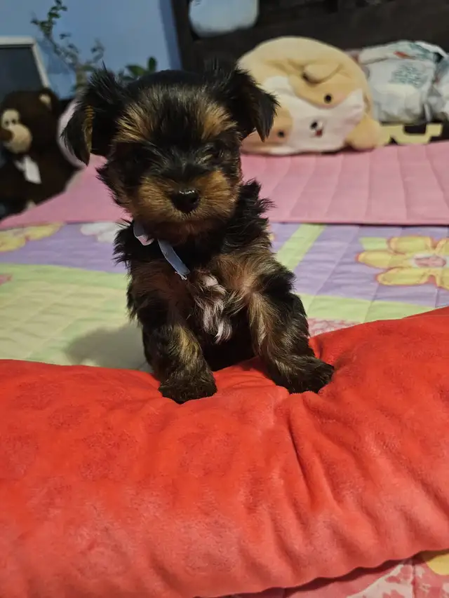 Yorkshire Terrier  puppies in Dogs & Puppies for Rehoming in City of Toronto - Image 11