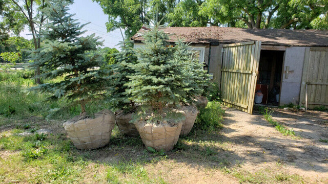 Colorado spruce Black Walnut trees for sell in Plants, Fertilizer & Soil in Hamilton - Image 2