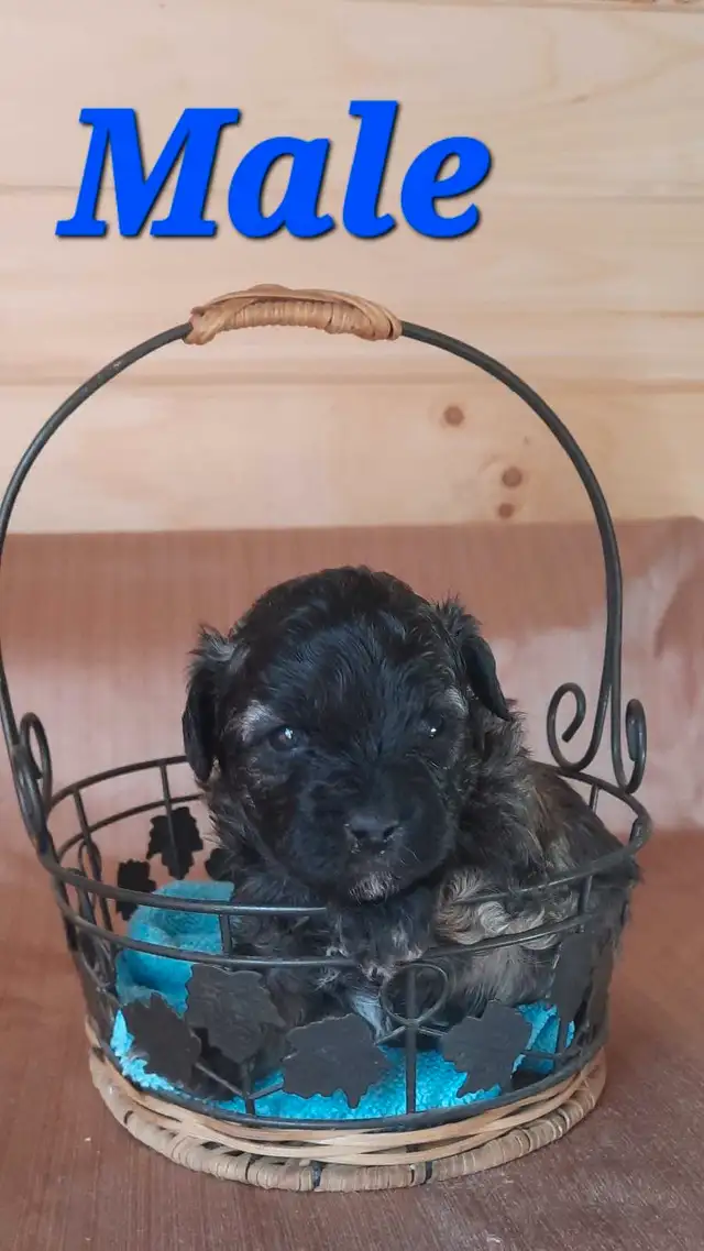 Shihpoos in Dogs & Puppies for Rehoming in Saint John - Image 4
