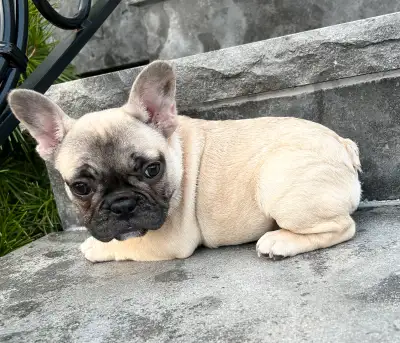 French Bulldog Female, View more