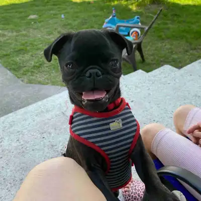 Pug à vendre, View more