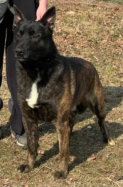 German Shepherd Malinois male - working lines, View more