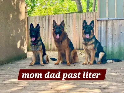 GERMAN SHEPHERD PUPPIES, View more