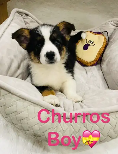 ❤️ Welsh Corgi ❤️647-485-0974 ❤️, View more