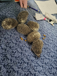 Baby Hedgehogs  3 left